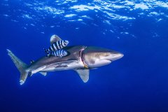 Oceanic Whit Tip Shark, Southern Red Sea