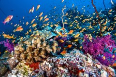 Reef Scene, Sudan