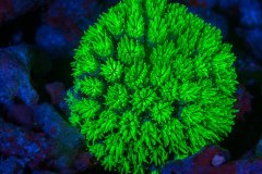 Flourescent Coral, Solomon Islands
