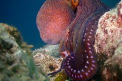 Reef Octopus, Yap, Micronesia - Slow and Easy dive site. We often see very cooperative octopus at thie site.