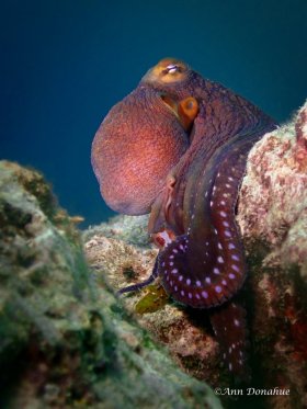 Reef Octopus, Yap, Micronesia - Slow and Easy dive site. We often see very cooperative octopus at thie site.