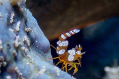 Anemone Sexy Shrimps - Solomon Islands. These ones were showing off for the camera!