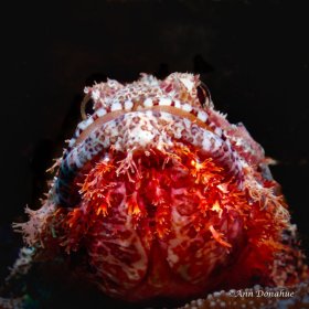 Bearded Scorpion fish - Wakatobi.  Getting low under the fish emphasized his glowing beard.
