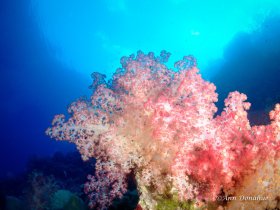 Soft Corals - Banda Sea. Shot on a drift dive with the multicolour soft corals opening in the current.
