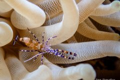 Anemone Shrimp - Bonaire.  The house reef at the Divi has many anemones full of these shrimps.