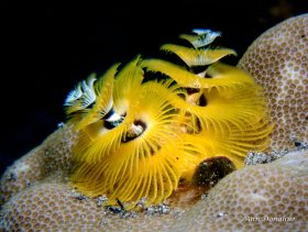 Yellow Xmas tree Worm - Banda Sea.  Always a favorite subject of mine, these amazing worms have beautiful delicate arms.