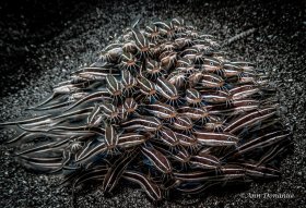 Striped Catfish - Banda Sea.  The challenge is always to get these facing in the same direction , more or less…