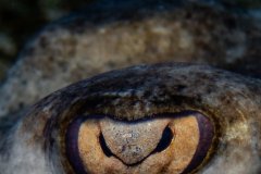 Stingray Eye -Little Cayman.  This stingray was very approachable while it was hiding in the sand.