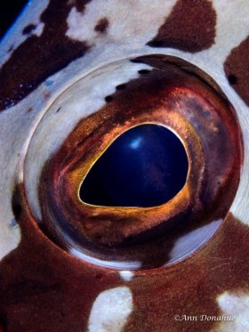 Grouper Eye - Little Cayman.