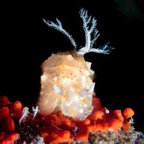 Nudibranch - Yap.  Slow and Easy is a great macro dive in Yap with many species of nudibranch.