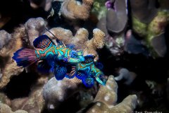 Mandarin Couple - Yap.  At Sunset, many mandarin fish come up to mate at Rainbow reef in Yap. Patience is required to capture them together. This was seconds before the actual mating.