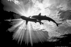 Sharks in clouds - Yap.  A moment in time on a shark dive at Vertigo. Conditions were perfect to capture the coulds through the surface so I hovered in midwater waiting for the sharks to come by.