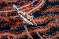 Slender Filefish - Belize.  A tiny Filefish posing with the perfect background.