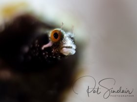 Who's there?  Bonaire, September 2019