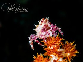 Soft Coral Crab Taken in Anilao, Philippines in December 2016