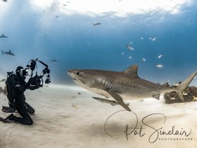 The Lady and the Shark.  Freeport Bahamas, Feb 2018