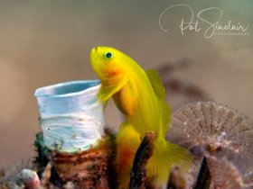 Yellow Goby.  Taken in Anilao, Philippines