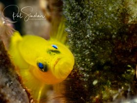 Yellow Goby, taken in Anilao, Philippines at Anilao Photo Academy in May 2018