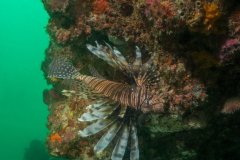 Lionfish - West Palm Beach, FL