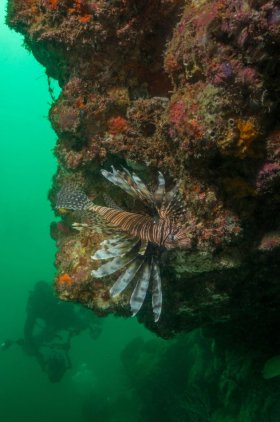 Lionfish - West Palm Beach, FL