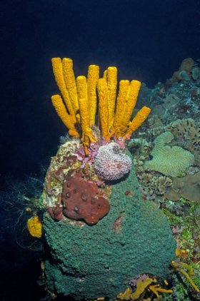 Sponges – Cozumel