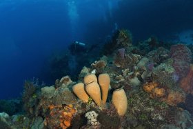 Tubalate Sponges – Cozumel