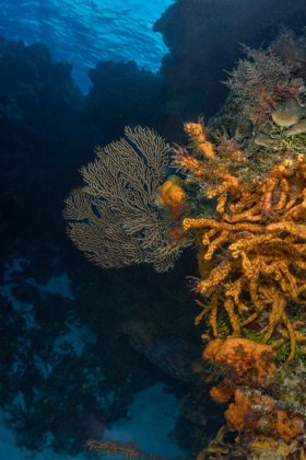 Sea Fan and Sponges on Cozumel wall