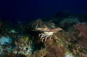 Spiny Lobster – Cozumel