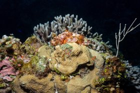 Spotted Scorpionfish - Cozumel