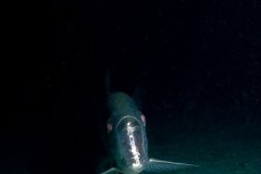 Tarpon – Bonaire