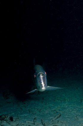 Tarpon – Bonaire
