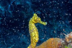 Yellow Seahorse – Cozumel