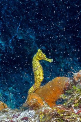 Yellow Seahorse – Cozumel