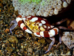 Swimming Harlequin Crab (Lissocarcinus laevis) Dumaguete, Philippines.