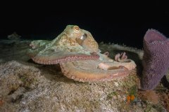 Caribbean Reef Octopus – Cozumel
