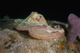 Caribbean Reef Octopus – Cozumel