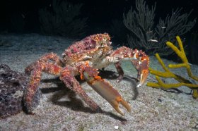 Clinging Crab – Cozumel