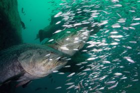 Goliath Grouper – West Palm Beach, FL