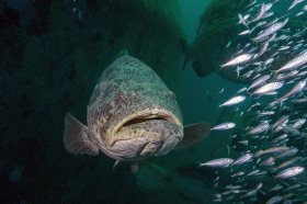 Goliath Grouper – West Palm Beach, FL