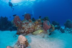 Green Moray – Cozumel