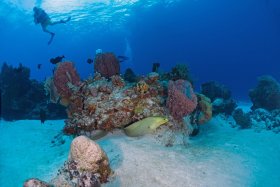 Green Moray – Cozumel