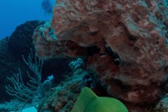 Green Moray – Cozumel