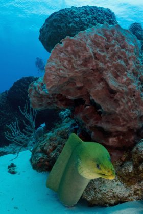 Green Moray – Cozumel