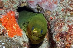 Green Moray with previously undescribed tissue fluke (I count this as my discovery of a new species} - West Palm Beach, FL