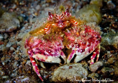 Two Horn Box Crab (Calappa bicornis), Dumaguete, Philippines.
