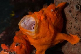Giant Frogfish