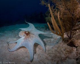 Octopus fanned out