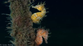 Seahorse duo