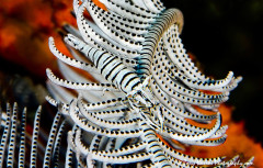 Ambon Crinoid Shrimp (Laomenes amboinensis) Siquijor, Island Dumaguete.