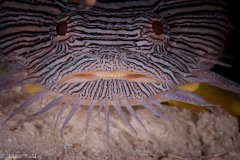 Smiling Splendid Toadfish